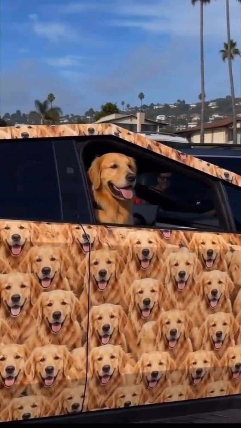 Dog with a pattern of multiple golden retrievers on the car door and window.