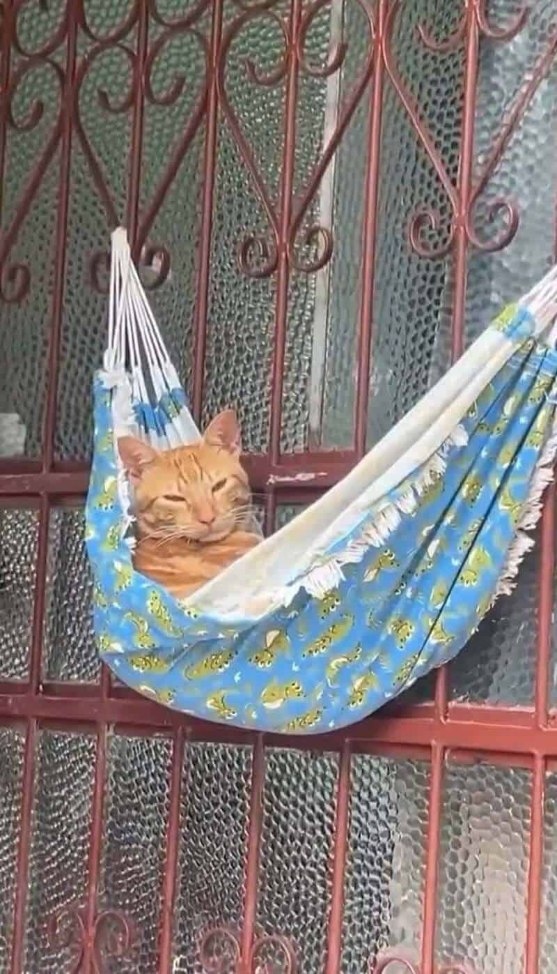 Orange cat relaxing in a blue and yellow hammock on a balcony.