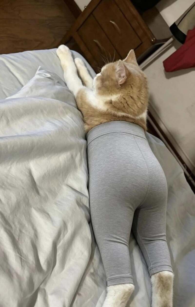 Cat lying on bed with human legs in gray leggings, head resting on pillow.
