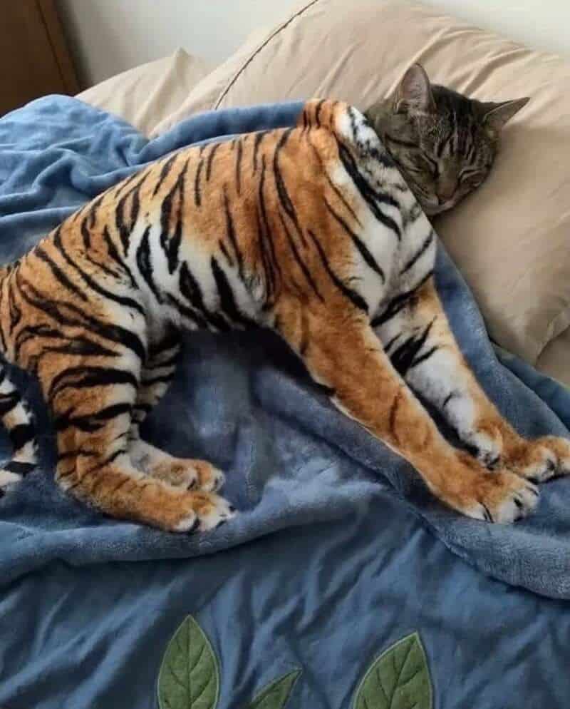 A tiger-striped cat sleeping on a bed with a blue blanket and beige pillows.