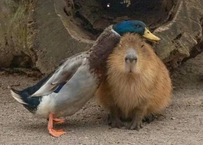 Duck and capybara cuddling, with the duck's head on the capybara's head.