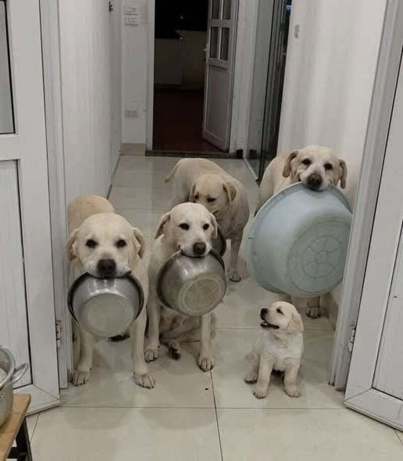 Five Labrador puppies with bowls in their mouths in a hallway.