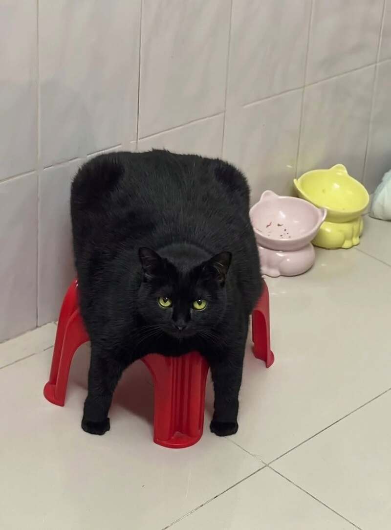 Black cat sitting on a red stool with colorful bowls in the background.