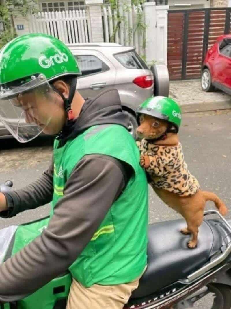 Dog wearing a leopard print coat on a scooter with a delivery person in a green helmet and jacket.
