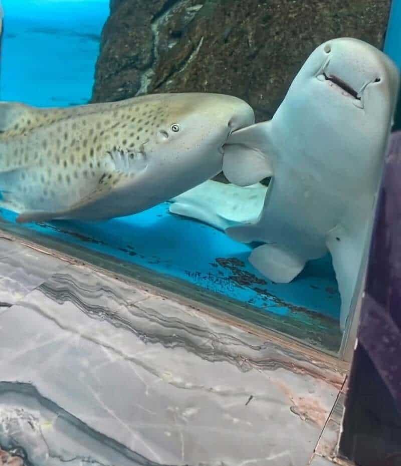 A shark and a smiling stingray touching each other in an aquarium.