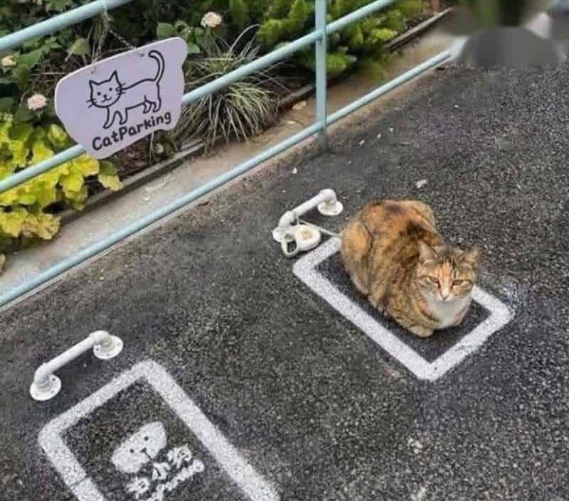 Cat sitting in a parking space marked for cats, with a sign that says 'CatParking'.