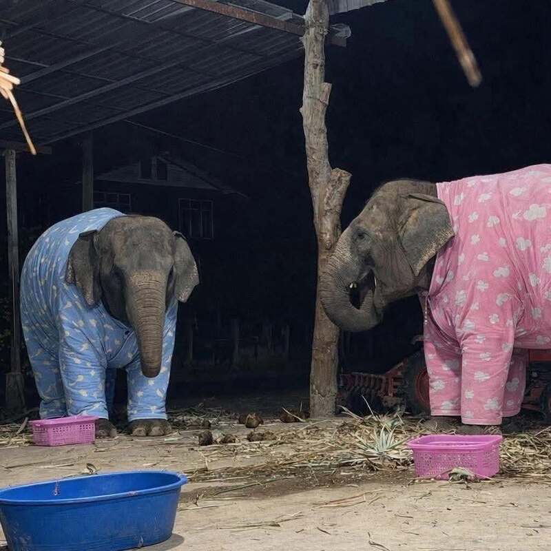Two elephants in pajamas, one blue and one pink, under a shelter at night.