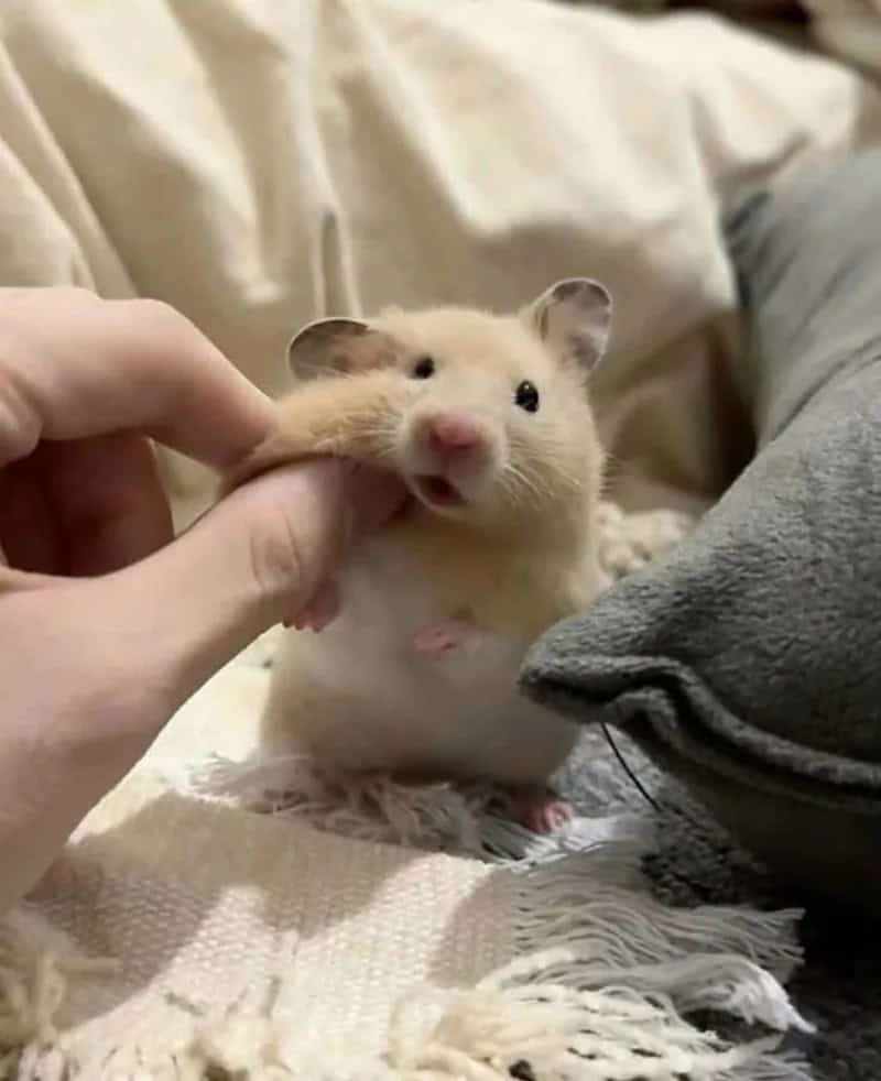 Cute hamster being gently held with a hand, on a bed.