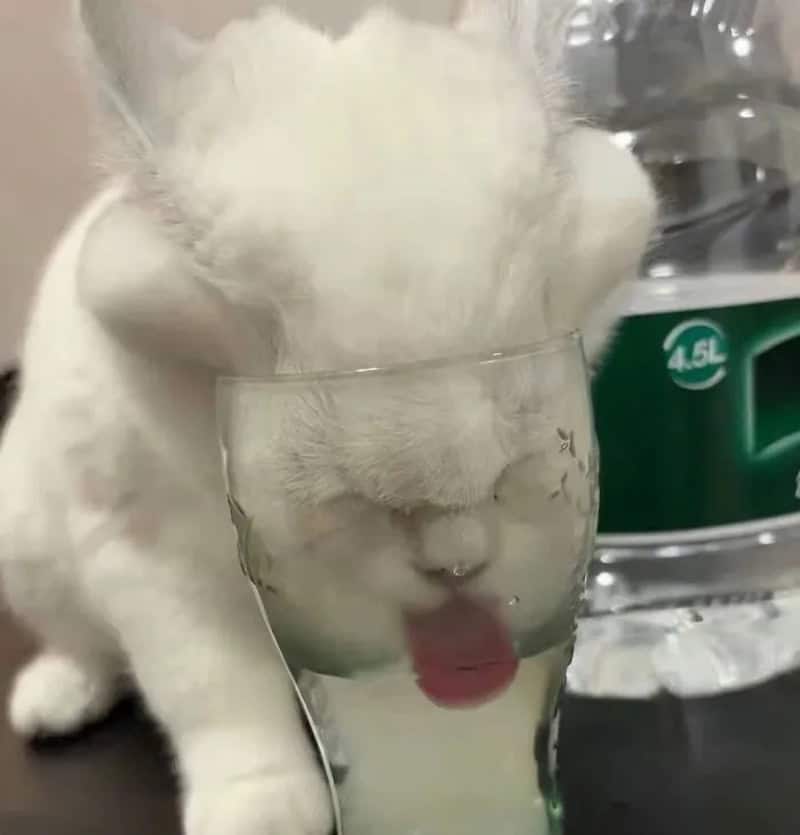 White kitten with head in glass of water, tongue sticking out, next to water bottle.