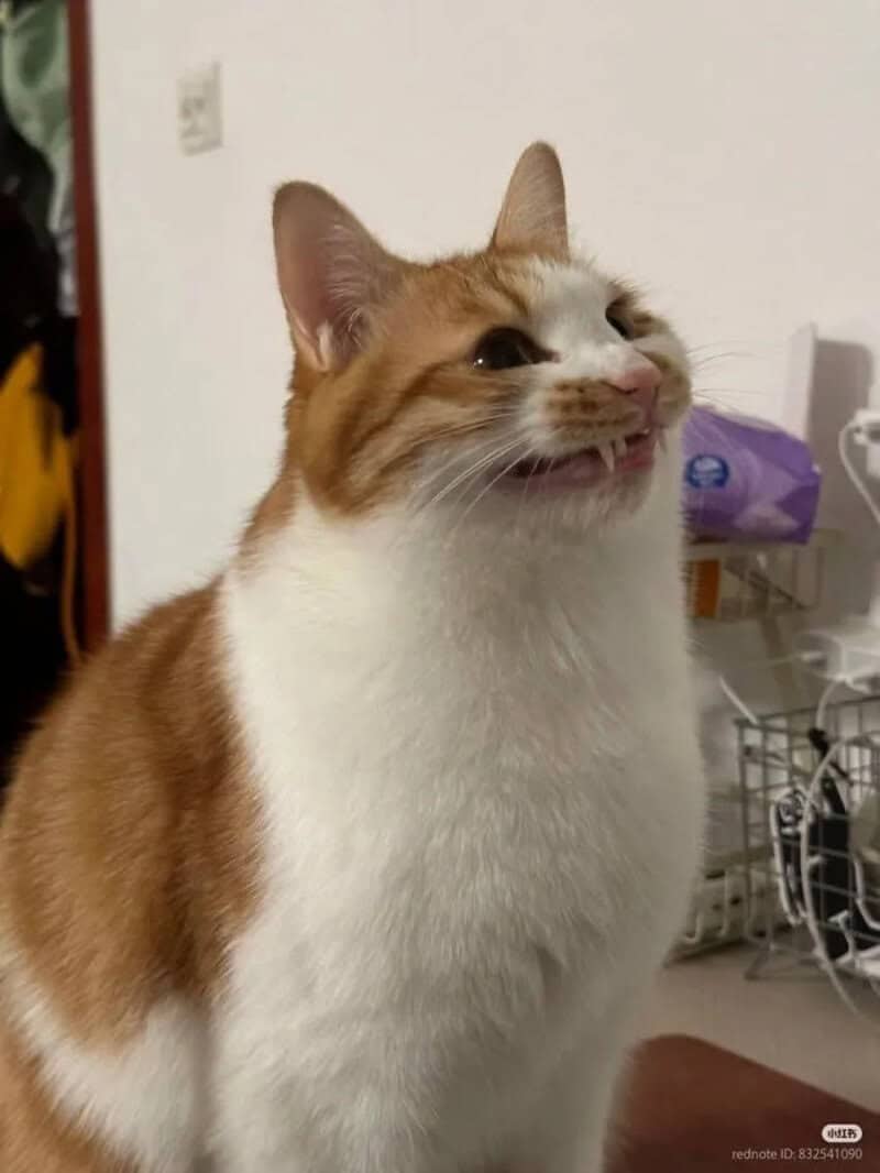 Happy orange and white cat smiling in a room with a dish rack and purple bag in the background.