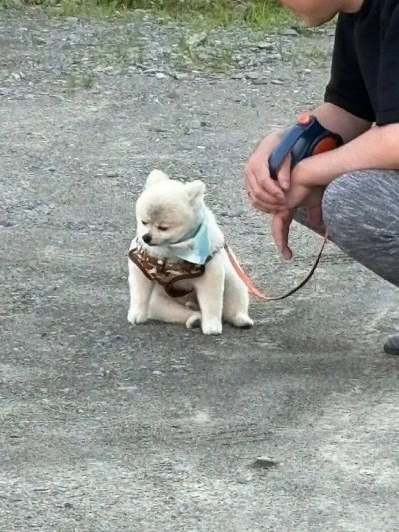 Small white puppy with a blue bandana sitting on the ground.