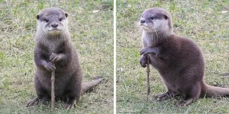 Two otters sitting on grass, one holding a stick, in a natural setting.