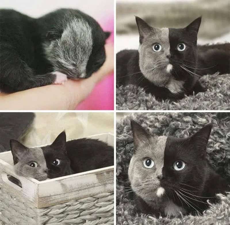 Cute kittens with mismatched faces, one with a gray face and the other black, in various poses.