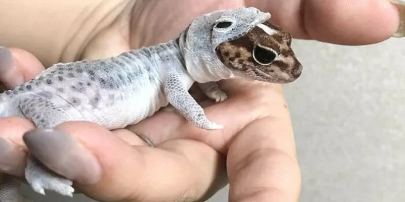 Close-up of a small gecko held in a person's hand.