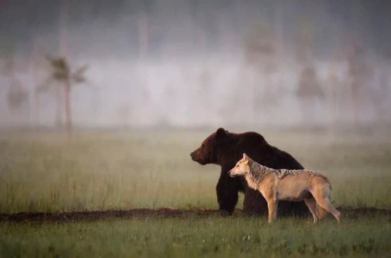 A bear and a wolf standing together in a grassy field.