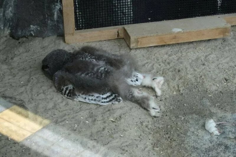 A small, fluffy puppy sleeping on a concrete floor near a wooden frame.