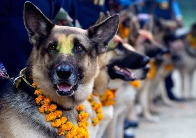 German Shepherd dog wearing a marigold flower garland, with other dogs in the background.