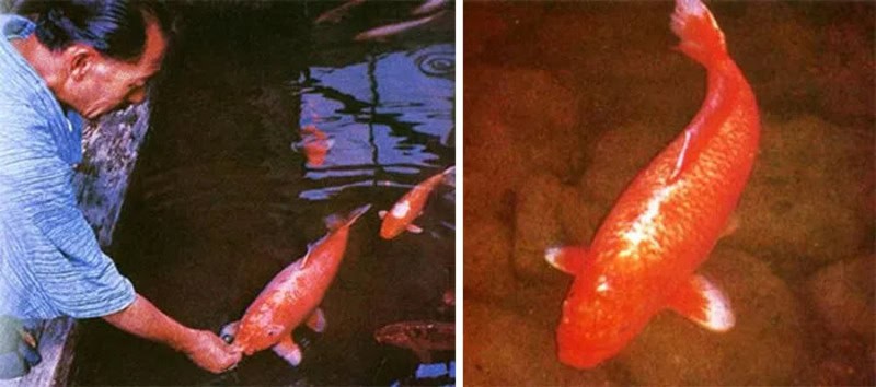 A man releasing a large orange fish into water, and a close-up of the same fish.