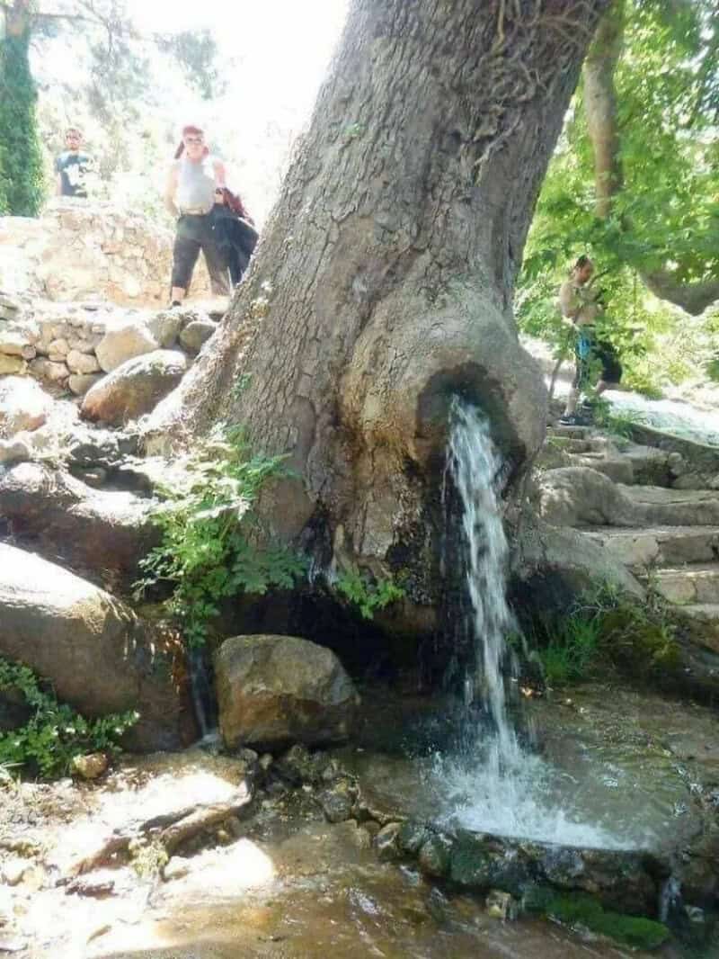 Tree with water flowing from a hole at its base, surrounded by rocks and greenery.