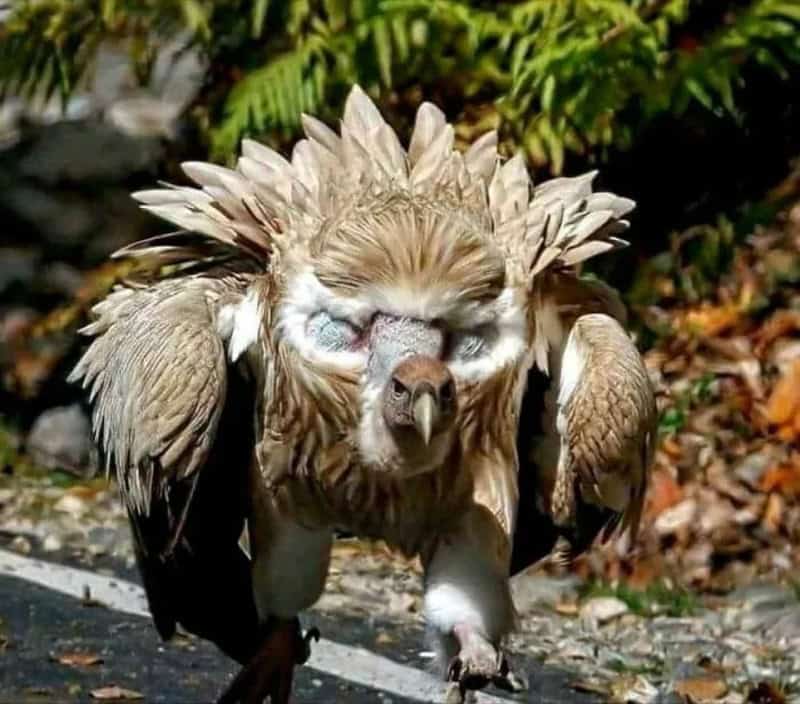 Vulture with a crown of feathers on its head, walking on a rocky path.