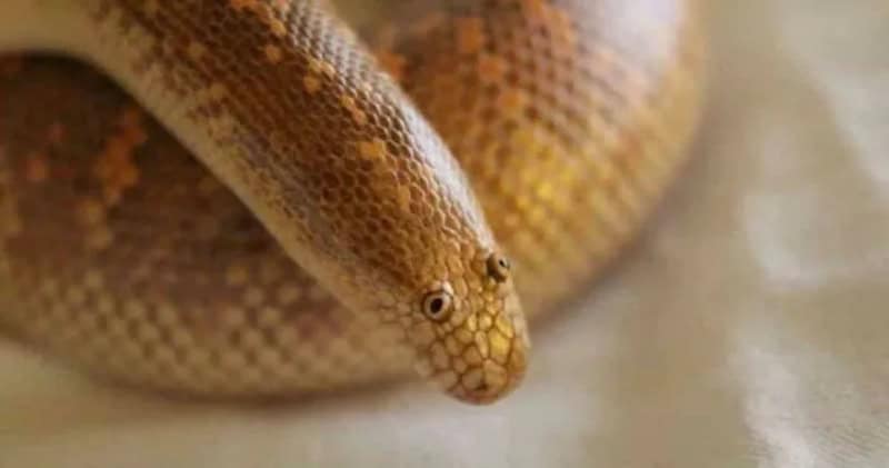 Close-up of a snake's head with detailed scales and eye.