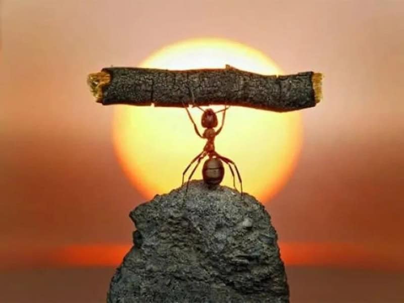 Ant balancing a twig on its head with sunset in background.