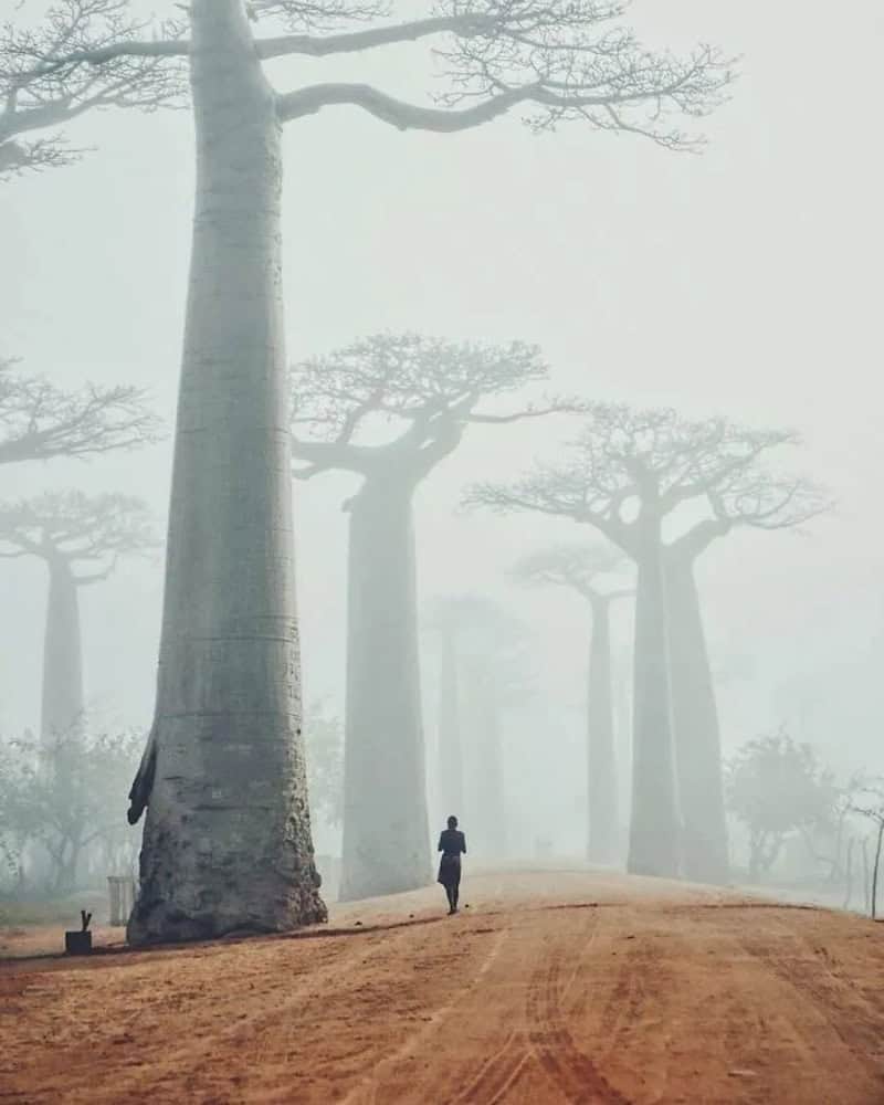 A person walking among tall baobab trees in a foggy landscape.