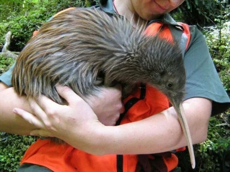Person holding a kiwi bird in their arms in a forest setting.