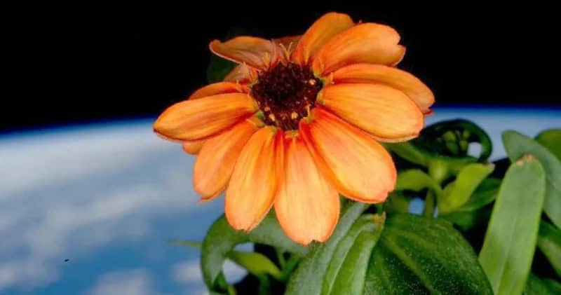 Orange flower with green leaves against a backdrop of Earth from space.