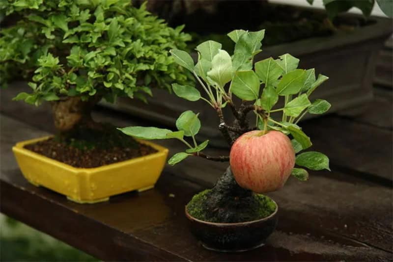 Miniature apple tree with a small apple in a bonsai pot on a wooden surface.