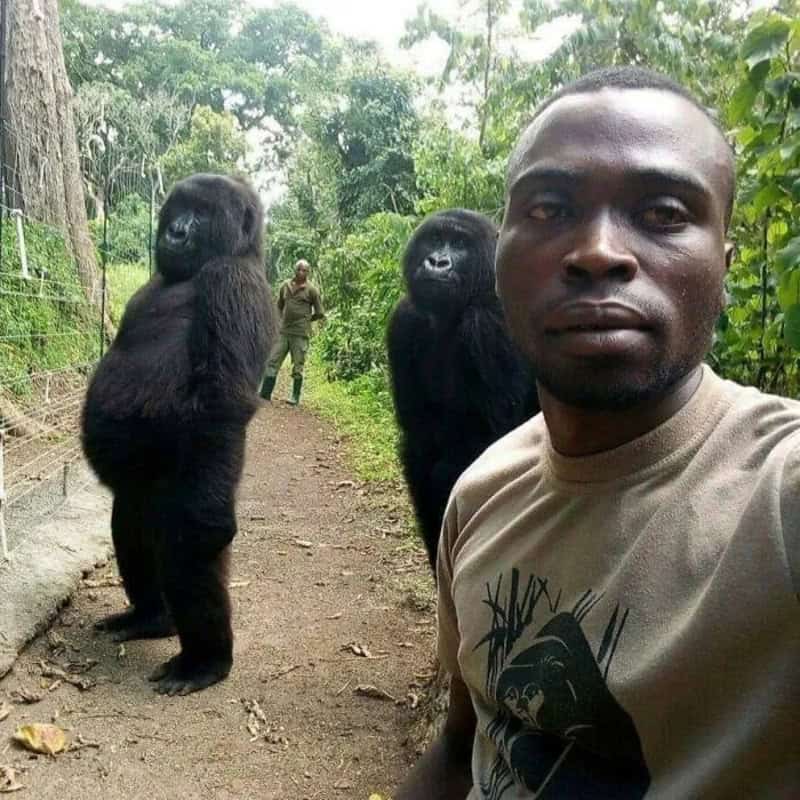Man taking selfie with two gorillas in a forest trail.
