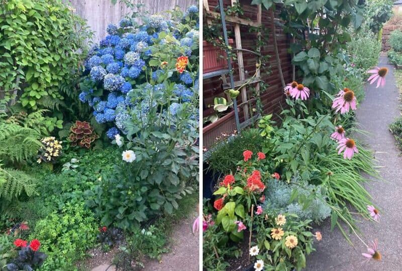 Colorful garden with hydrangeas, daisies, coneflowers, and other plants.
