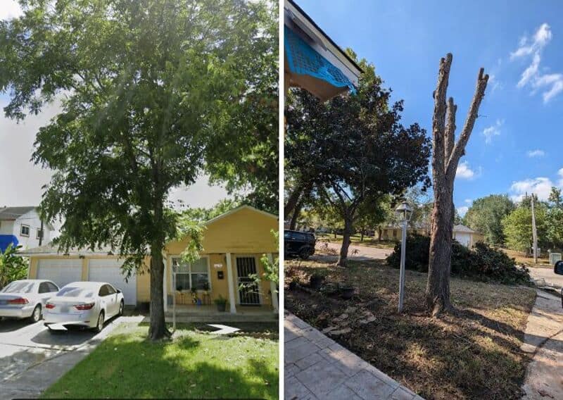 Two trees, one healthy and one dead, in a residential area.