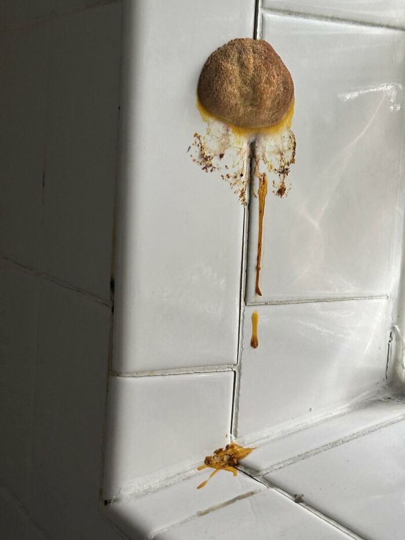 Moldy sponge on a tiled wall with brown liquid dripping down.