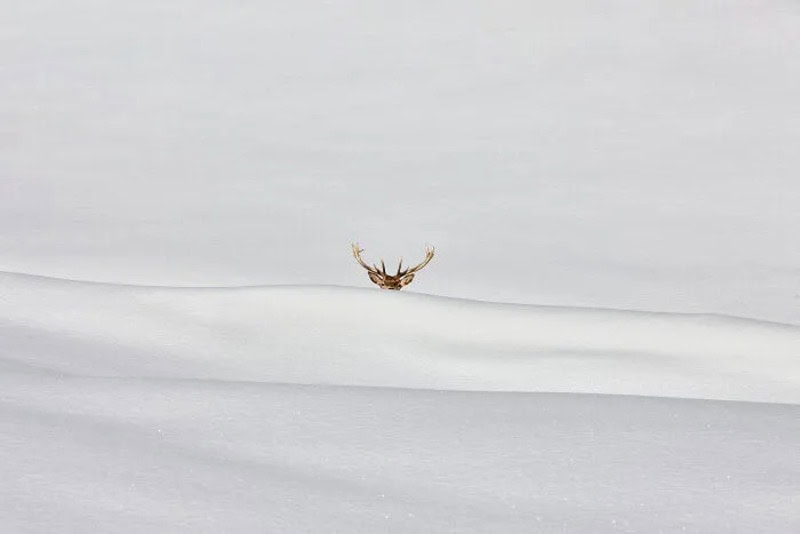A lone deer with antlers in a snowy landscape under a cloudy sky.
