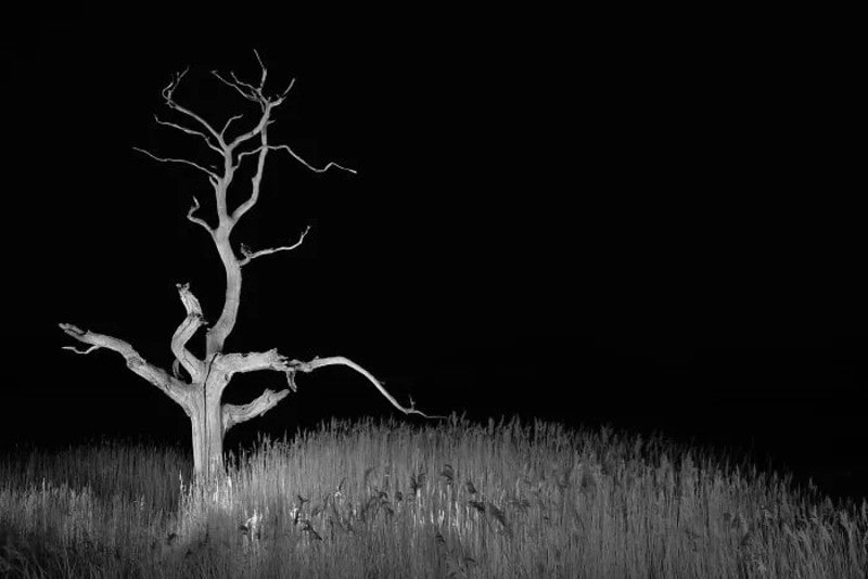 Black and white image of a leafless tree on a grassy hill under a dark sky.