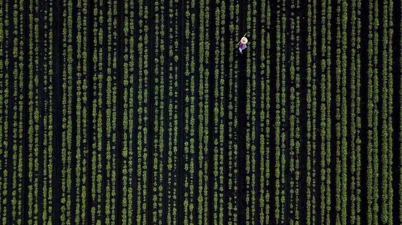 A person in a white shirt and blue jeans walking among green digital code streams.