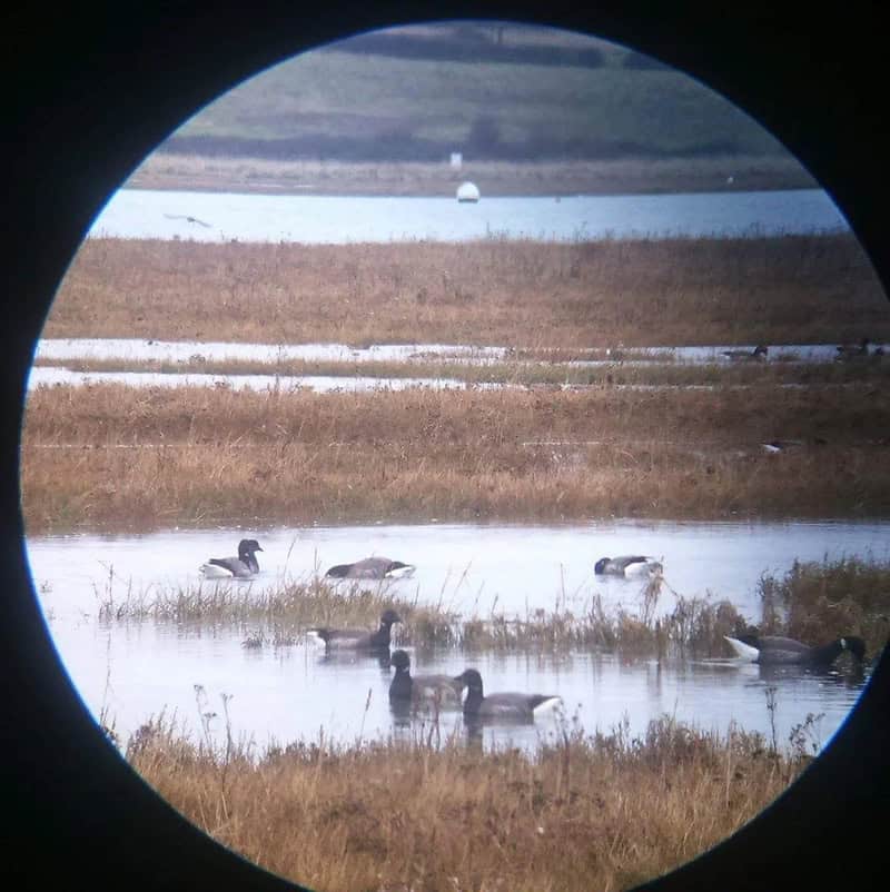 View of ducks in a marsh seen through a circular scope or binocular lens.
