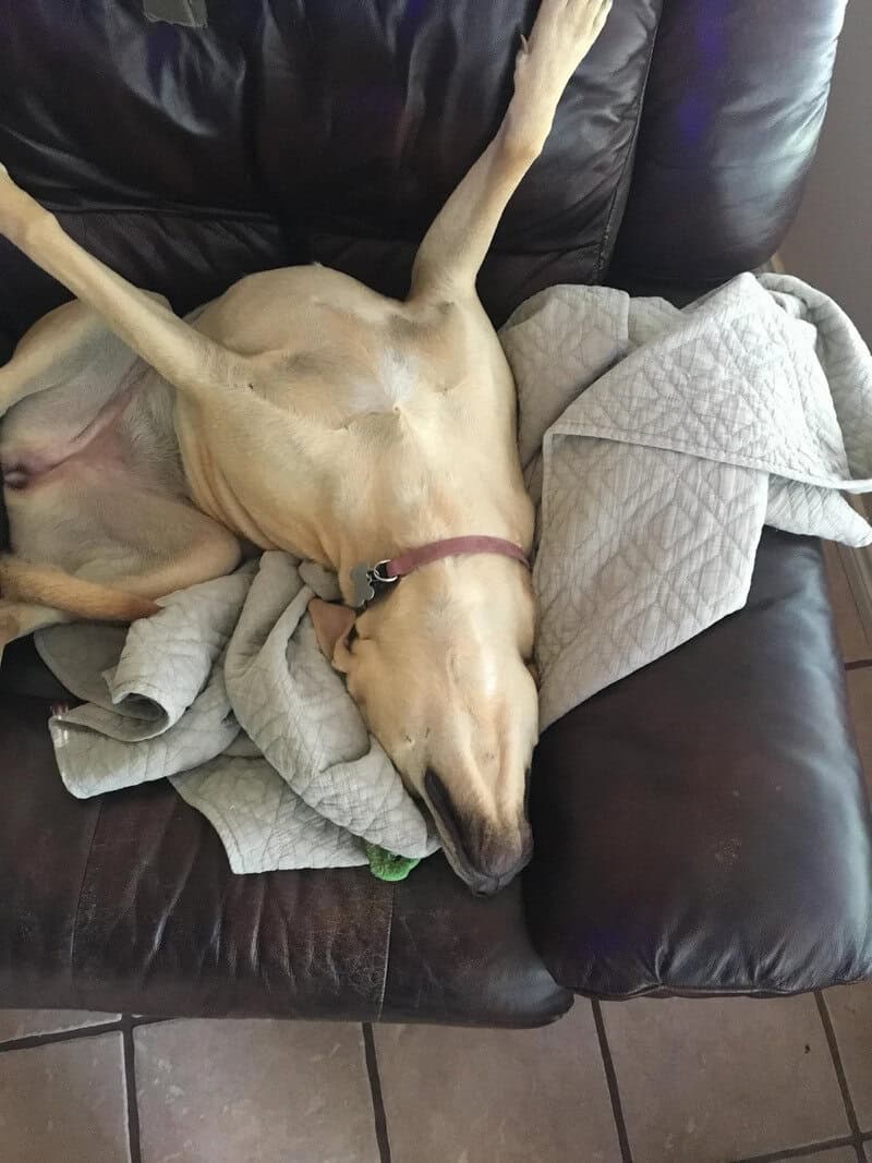 Dog lying on its back on a couch with a blanket, eyes closed, relaxed.