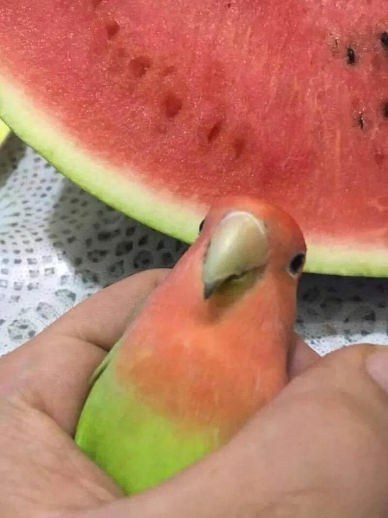 Bird with watermelon in the background, held in hand.