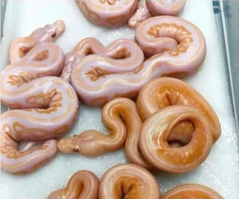 Colorful snake-shaped candies with shiny glaze on a tray.