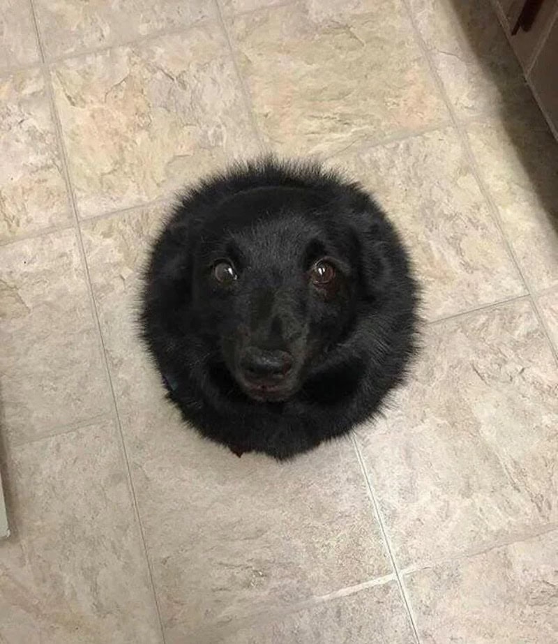 Black dog looking up on tiled floor, with a slightly sad expression.