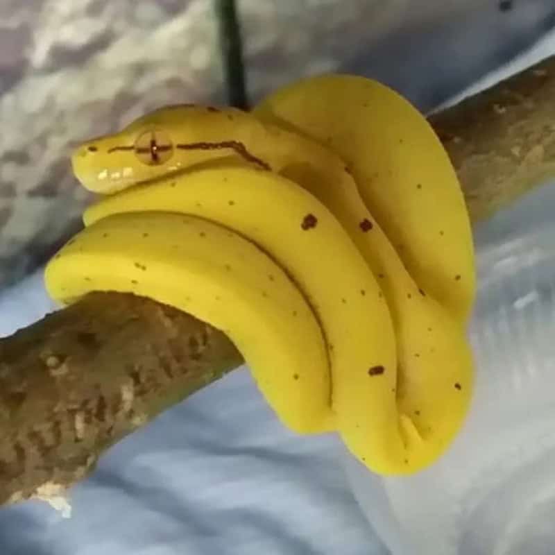 A snake camouflaged among bananas on a tree branch.