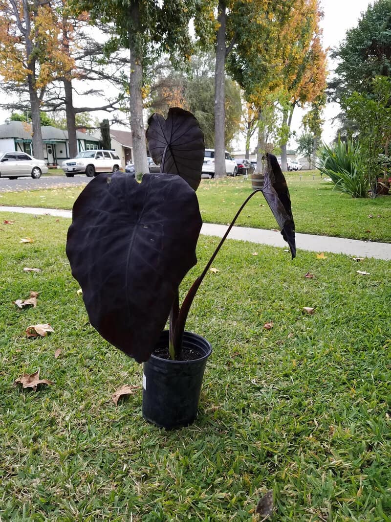Black plant with three large leaves in a black pot on grass.