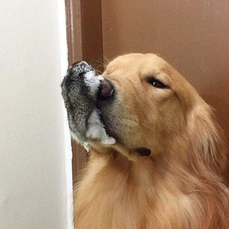Golden retriever with eyes closed and nose touching a wall.
