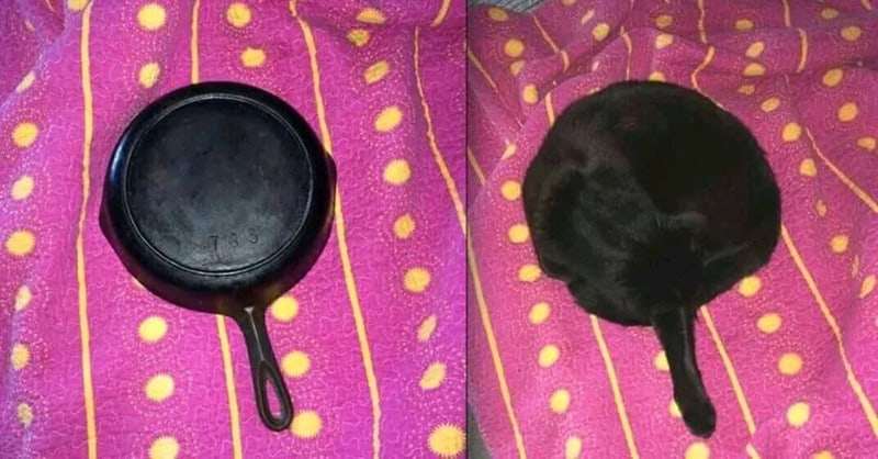 Frying pan on the left, black cat curled up on the right, both on a pink and yellow dotted cloth.