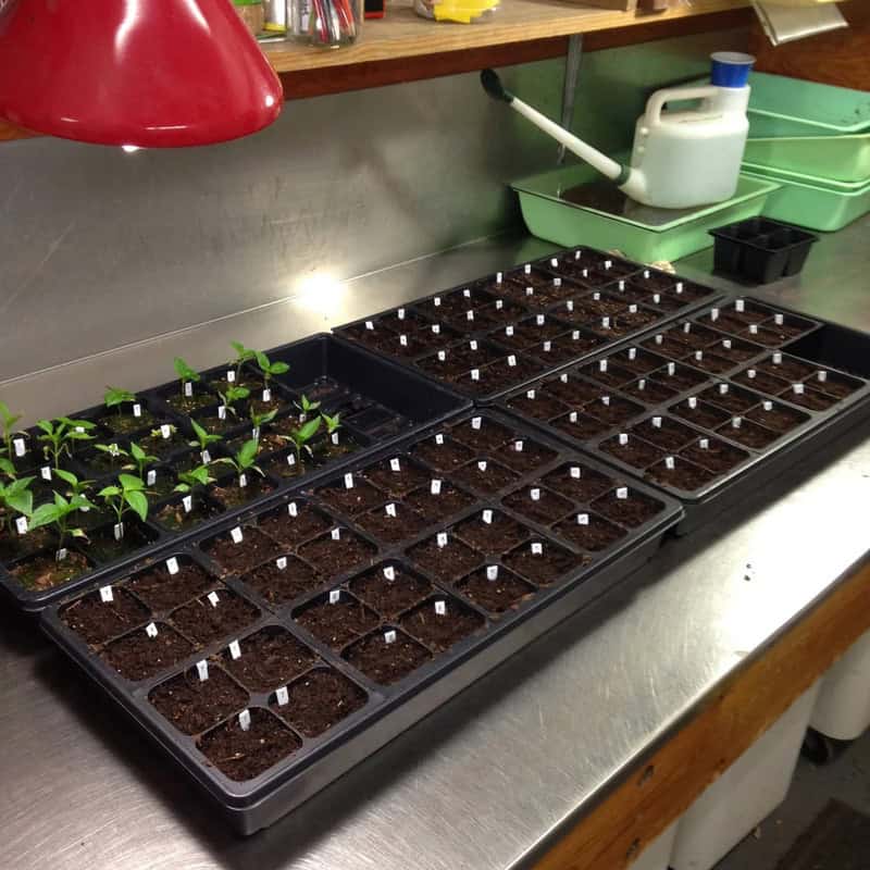 Seedlings in trays on a metal table with watering can and green containers nearby.