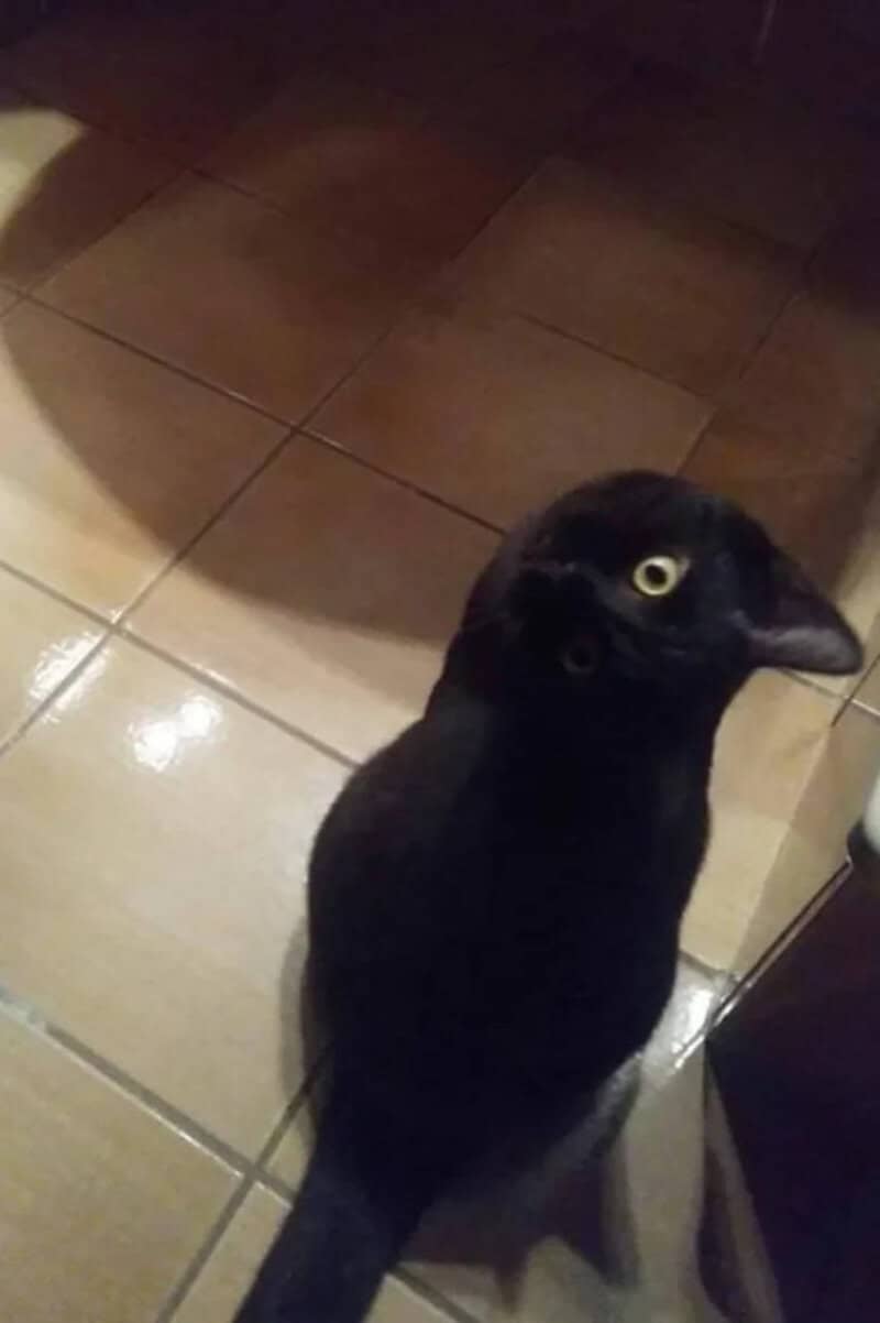 Black cat sitting on tiled floor, looking up with yellow eyes.