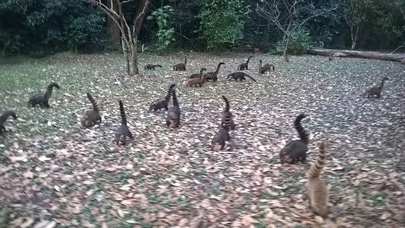 Group of black and brown animals, possibly otters, in a forest clearing.