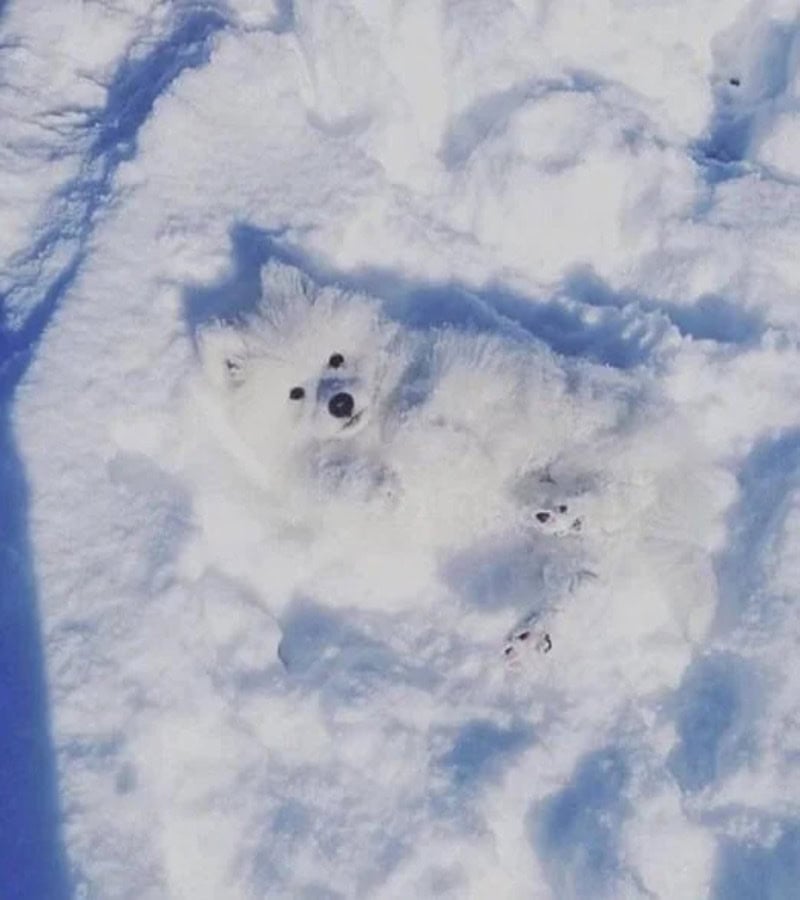 Two dogs playing in the snow, partially buried with only their heads visible.